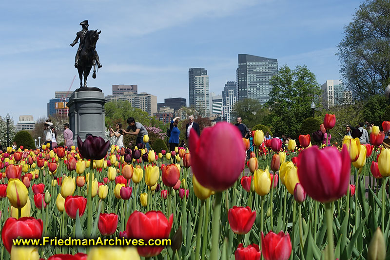 park,recreation,skyline,Boston,tulips,flowers,yellow,red,tourist,springtime,weather,outdoors,weekend,